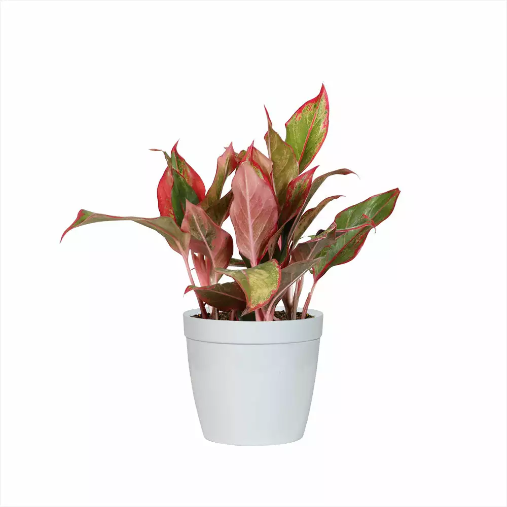 Fast Growing Trees Air Purifying House Plants Red Chinese Evergreen Plant 7 Fast Growing Trees Air Purifying House Plants Red Chinese Evergreen Plant