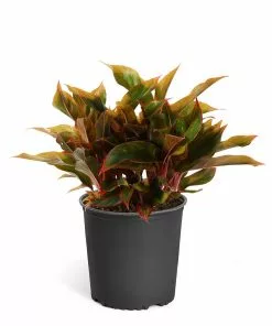 Fast Growing Trees Air Purifying House Plants Red Chinese Evergreen Plant 15 Fast Growing Trees Air Purifying House Plants Red Chinese Evergreen Plant