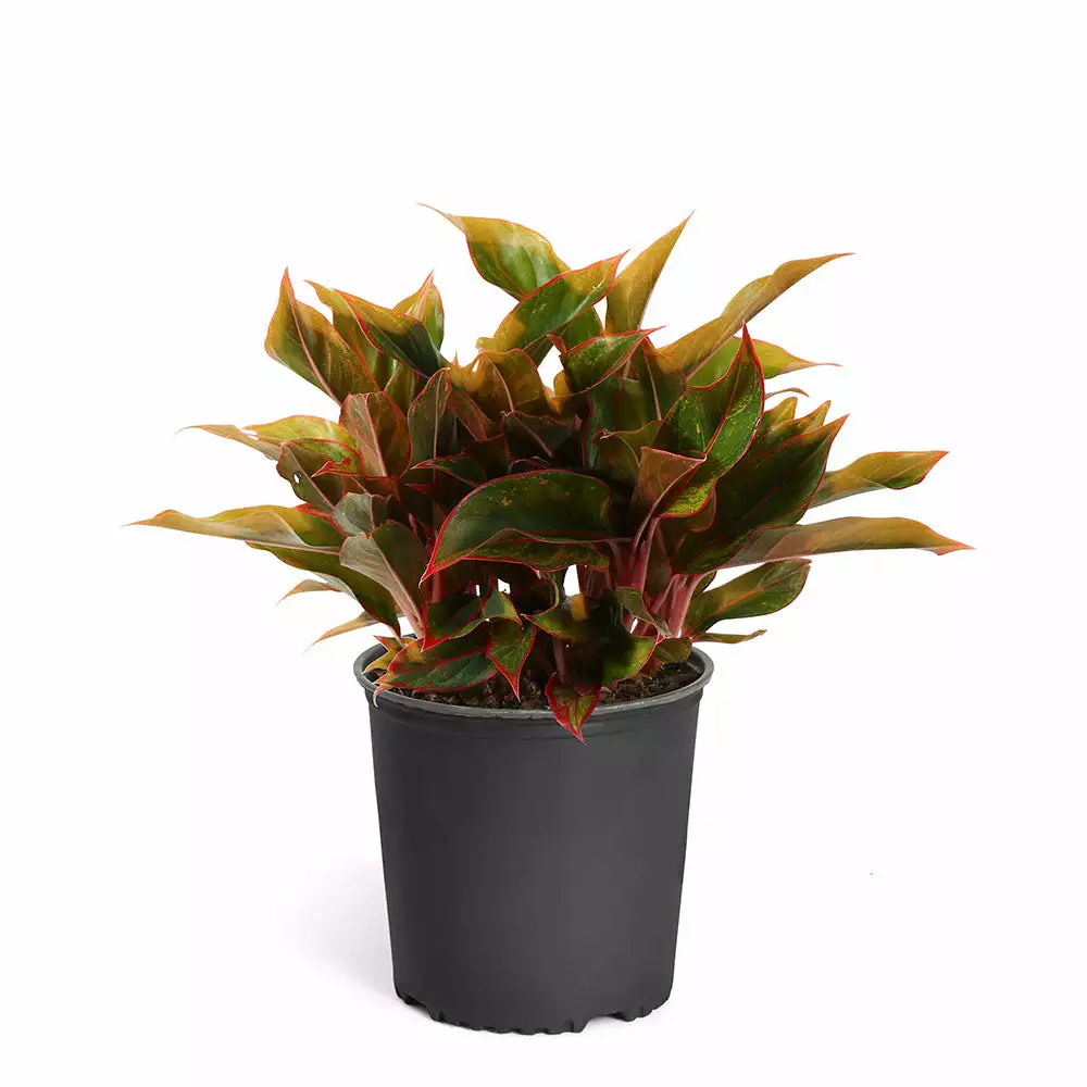 Fast Growing Trees Air Purifying House Plants Red Chinese Evergreen Plant 9 Fast Growing Trees Air Purifying House Plants Red Chinese Evergreen Plant