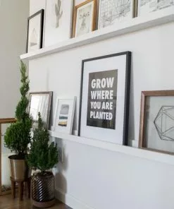 Fast Growing Trees Dwarf Alberta Spruce Gift Plant Spruce Trees 9 Fast Growing Trees Dwarf Alberta Spruce Gift Plant Spruce Trees