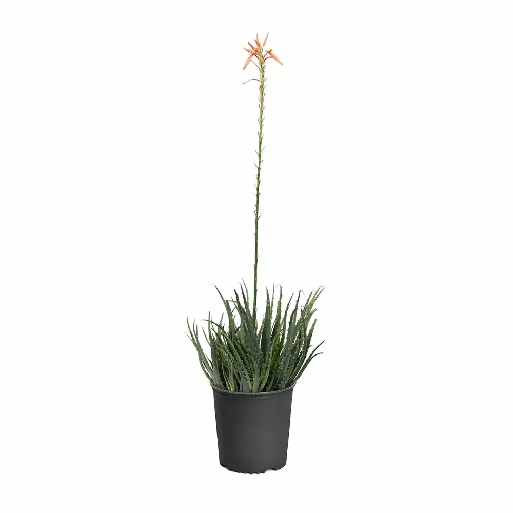 Fast Growing Trees Hedgehog Aloe Plant See All House & Patio 8 Fast Growing Trees Hedgehog Aloe Plant See All House & Patio