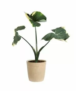 Fast Growing Trees Air Purifying House Plants Mickey Mouse Alocasia (Alocasia Xanthosoma Variegata) 21 Fast Growing Trees Air Purifying House Plants Mickey Mouse Alocasia (Alocasia Xanthosoma Variegata)