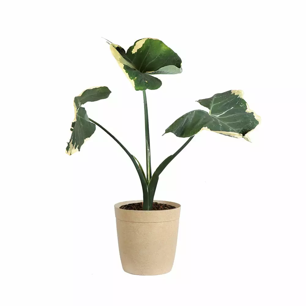 Fast Growing Trees Air Purifying House Plants Mickey Mouse Alocasia (Alocasia Xanthosoma Variegata) 11 Fast Growing Trees Air Purifying House Plants Mickey Mouse Alocasia (Alocasia Xanthosoma Variegata)