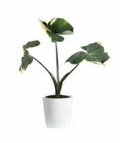 Fast Growing Trees Air Purifying House Plants Mickey Mouse Alocasia (Alocasia Xanthosoma Variegata) 23 Fast Growing Trees Air Purifying House Plants Mickey Mouse Alocasia (Alocasia Xanthosoma Variegata)