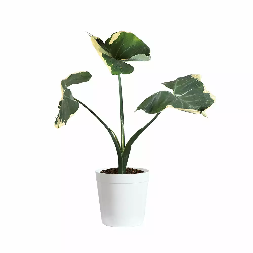 Fast Growing Trees Air Purifying House Plants Mickey Mouse Alocasia (Alocasia Xanthosoma Variegata) 13 Fast Growing Trees Air Purifying House Plants Mickey Mouse Alocasia (Alocasia Xanthosoma Variegata)