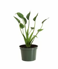 Fast Growing Trees Tiny Dancer Alocasia Plant 17 Fast Growing Trees Tiny Dancer Alocasia Plant