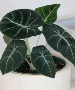 Fast Growing Trees Alocasia Black Velvet 9 Fast Growing Trees Alocasia Black Velvet