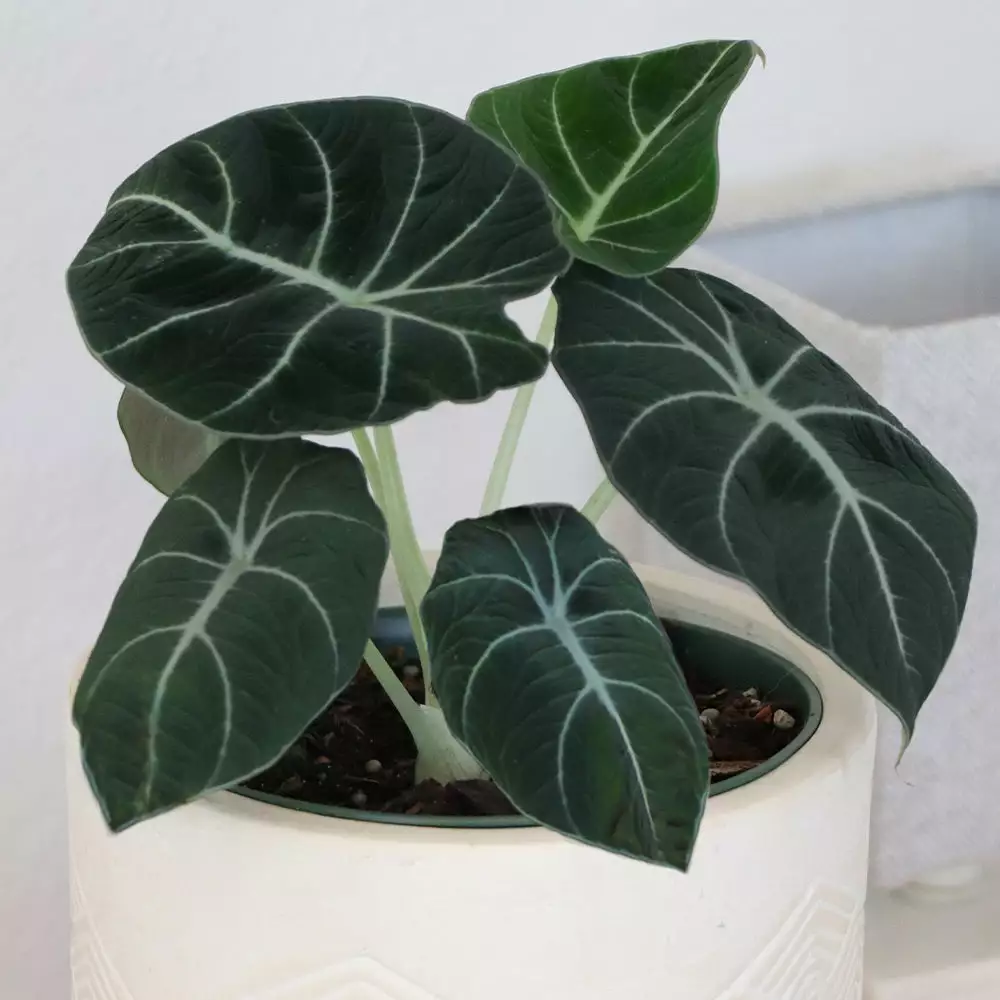 Fast Growing Trees Alocasia Black Velvet 6 Fast Growing Trees Alocasia Black Velvet