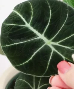 Fast Growing Trees Alocasia Black Velvet 8 Fast Growing Trees Alocasia Black Velvet