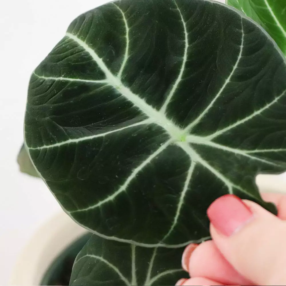 Fast Growing Trees Alocasia Black Velvet 5 Fast Growing Trees Alocasia Black Velvet