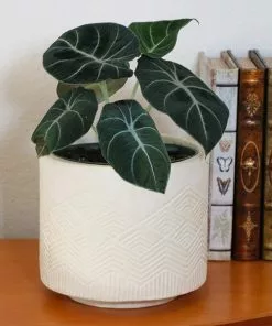 Fast Growing Trees Alocasia Black Velvet