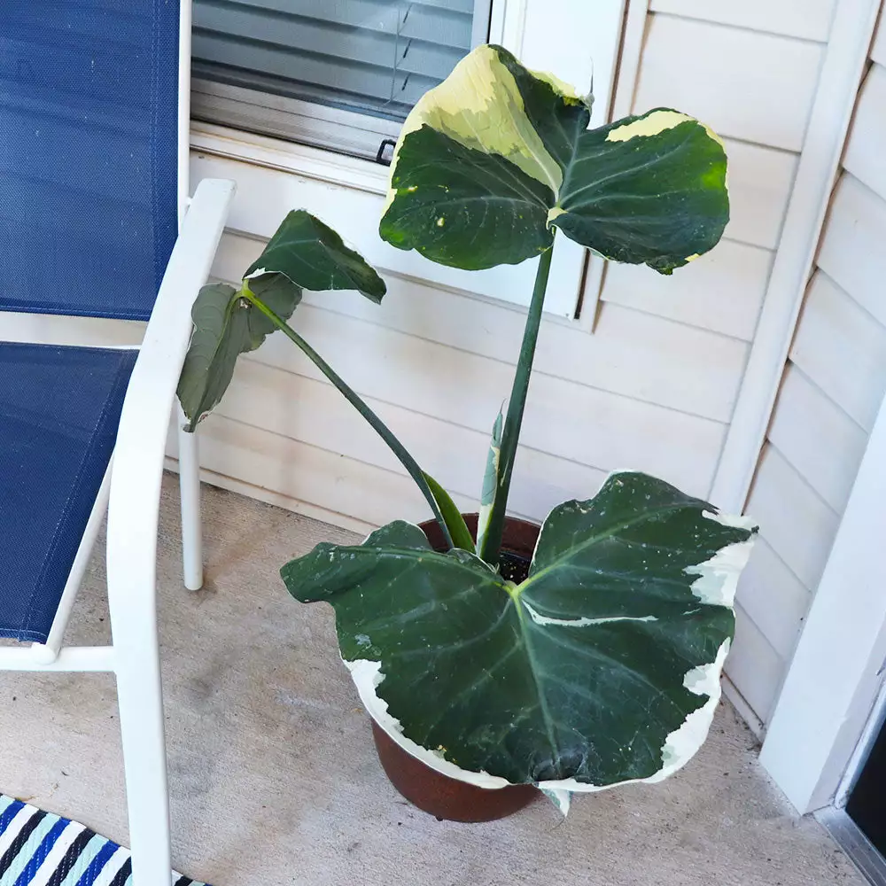 Fast Growing Trees Air Purifying House Plants Mickey Mouse Alocasia (Alocasia Xanthosoma Variegata) 6 Fast Growing Trees Air Purifying House Plants Mickey Mouse Alocasia (Alocasia Xanthosoma Variegata)
