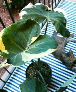 Fast Growing Trees Air Purifying House Plants Mickey Mouse Alocasia (Alocasia Xanthosoma Variegata) 15 Fast Growing Trees Air Purifying House Plants Mickey Mouse Alocasia (Alocasia Xanthosoma Variegata)