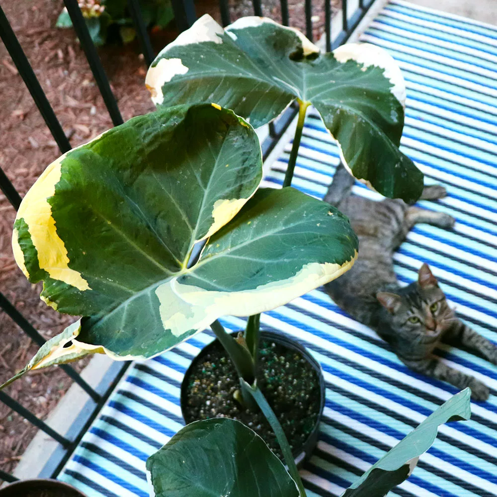 Fast Growing Trees Air Purifying House Plants Mickey Mouse Alocasia (Alocasia Xanthosoma Variegata) 5 Fast Growing Trees Air Purifying House Plants Mickey Mouse Alocasia (Alocasia Xanthosoma Variegata)