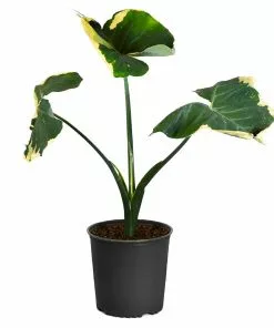 Fast Growing Trees Air Purifying House Plants Mickey Mouse Alocasia (Alocasia Xanthosoma Variegata) 20 Fast Growing Trees Air Purifying House Plants Mickey Mouse Alocasia (Alocasia Xanthosoma Variegata)