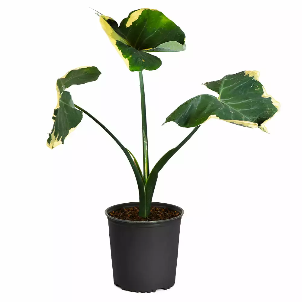 Fast Growing Trees Air Purifying House Plants Mickey Mouse Alocasia (Alocasia Xanthosoma Variegata) 10 Fast Growing Trees Air Purifying House Plants Mickey Mouse Alocasia (Alocasia Xanthosoma Variegata)