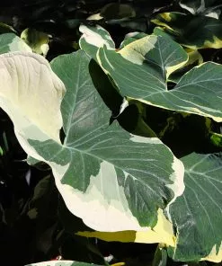 Fast Growing Trees Air Purifying House Plants Mickey Mouse Alocasia (Alocasia Xanthosoma Variegata) 19 Fast Growing Trees Air Purifying House Plants Mickey Mouse Alocasia (Alocasia Xanthosoma Variegata)