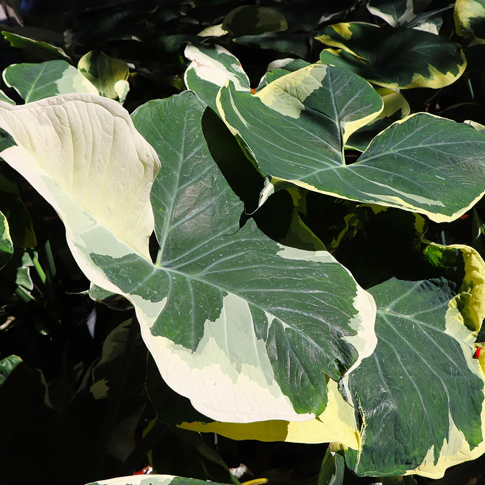 Fast Growing Trees Air Purifying House Plants Mickey Mouse Alocasia (Alocasia Xanthosoma Variegata) 9 Fast Growing Trees Air Purifying House Plants Mickey Mouse Alocasia (Alocasia Xanthosoma Variegata)