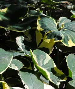 Fast Growing Trees Air Purifying House Plants Mickey Mouse Alocasia (Alocasia Xanthosoma Variegata) 18 Fast Growing Trees Air Purifying House Plants Mickey Mouse Alocasia (Alocasia Xanthosoma Variegata)