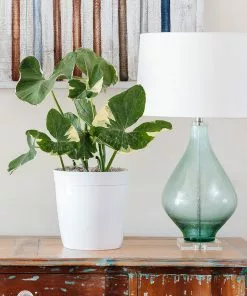 Fast Growing Trees Air Purifying House Plants Mickey Mouse Alocasia (Alocasia Xanthosoma Variegata)