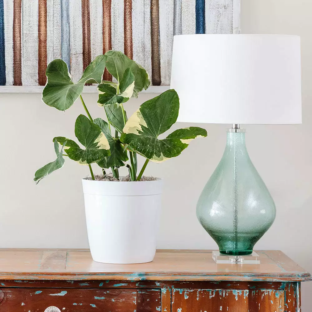 Fast Growing Trees Air Purifying House Plants Mickey Mouse Alocasia (Alocasia Xanthosoma Variegata) 4 Fast Growing Trees Air Purifying House Plants Mickey Mouse Alocasia (Alocasia Xanthosoma Variegata)