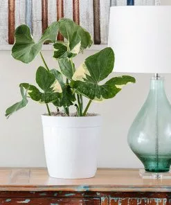 Fast Growing Trees Air Purifying House Plants Mickey Mouse Alocasia (Alocasia Xanthosoma Variegata)