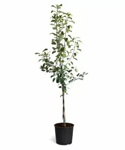 Fast Growing Trees Braeburn & Gala Twisted Apple Tree