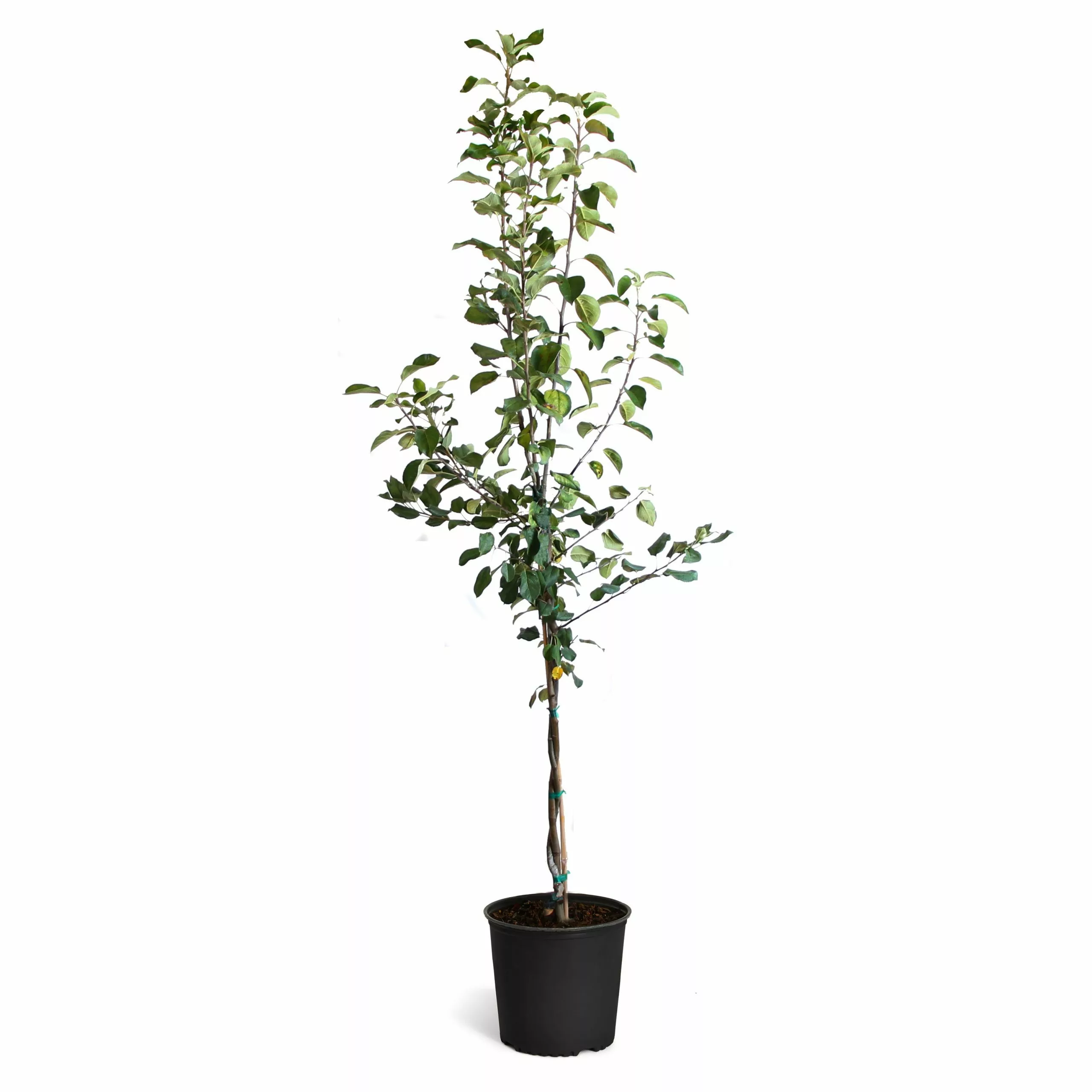 Fast Growing Trees Braeburn & Gala Twisted Apple Tree 4 Fast Growing Trees Braeburn & Gala Twisted Apple Tree