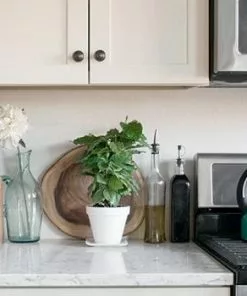 Fast Growing Trees Arabica Coffee Gift Plant See All House & Patio