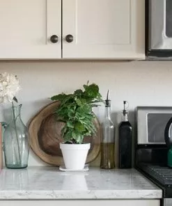 Fast Growing Trees Arabica Coffee Gift Plant See All House & Patio