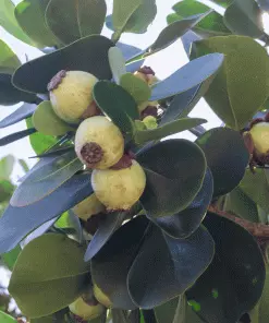 Fast Growing Trees See All House & Patio Autograph Tree