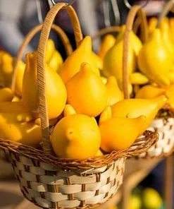 Fast Growing Trees Abiu Tree 9 Fast Growing Trees Abiu Tree