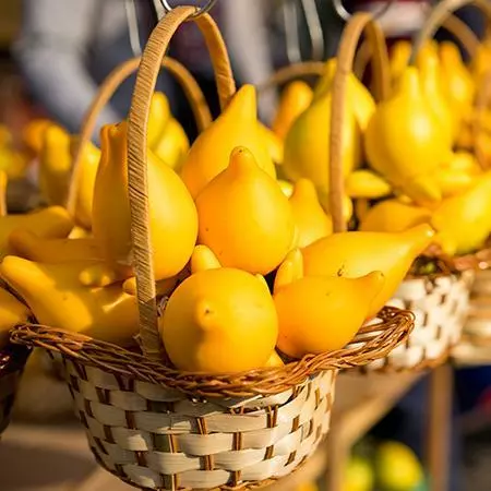 Fast Growing Trees Abiu Tree 6 Fast Growing Trees Abiu Tree