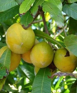 Fast Growing Trees Abiu Tree