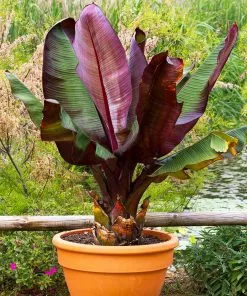 Fast Growing Trees Red Abyssinian Banana Tree Banana Trees 10 Fast Growing Trees Red Abyssinian Banana Tree Banana Trees