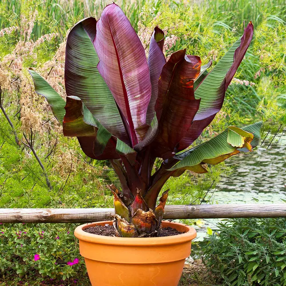 Fast Growing Trees Red Abyssinian Banana Tree Banana Trees 5 Fast Growing Trees Red Abyssinian Banana Tree Banana Trees