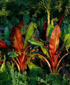Fast Growing Trees Red Abyssinian Banana Tree Banana Trees