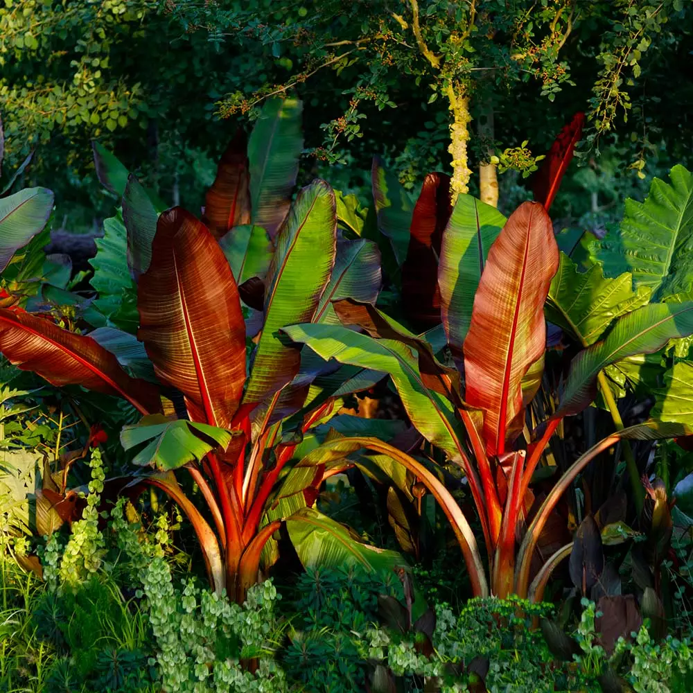 Fast Growing Trees Red Abyssinian Banana Tree Banana Trees 4 Fast Growing Trees Red Abyssinian Banana Tree Banana Trees