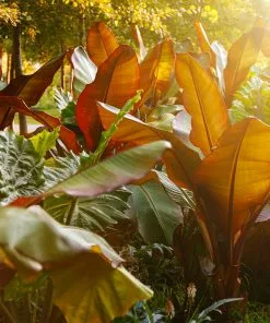 Fast Growing Trees Red Abyssinian Banana Tree Banana Trees 11 Fast Growing Trees Red Abyssinian Banana Tree Banana Trees