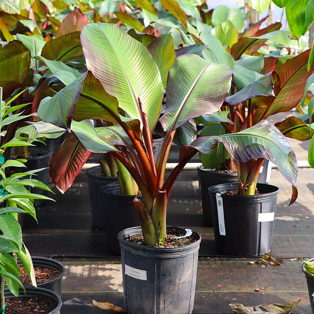 Fast Growing Trees Red Abyssinian Banana Tree Banana Trees 8 Fast Growing Trees Red Abyssinian Banana Tree Banana Trees