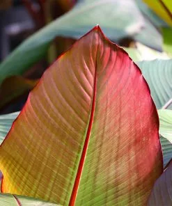 Fast Growing Trees Red Abyssinian Banana Tree Banana Trees 12 Fast Growing Trees Red Abyssinian Banana Tree Banana Trees