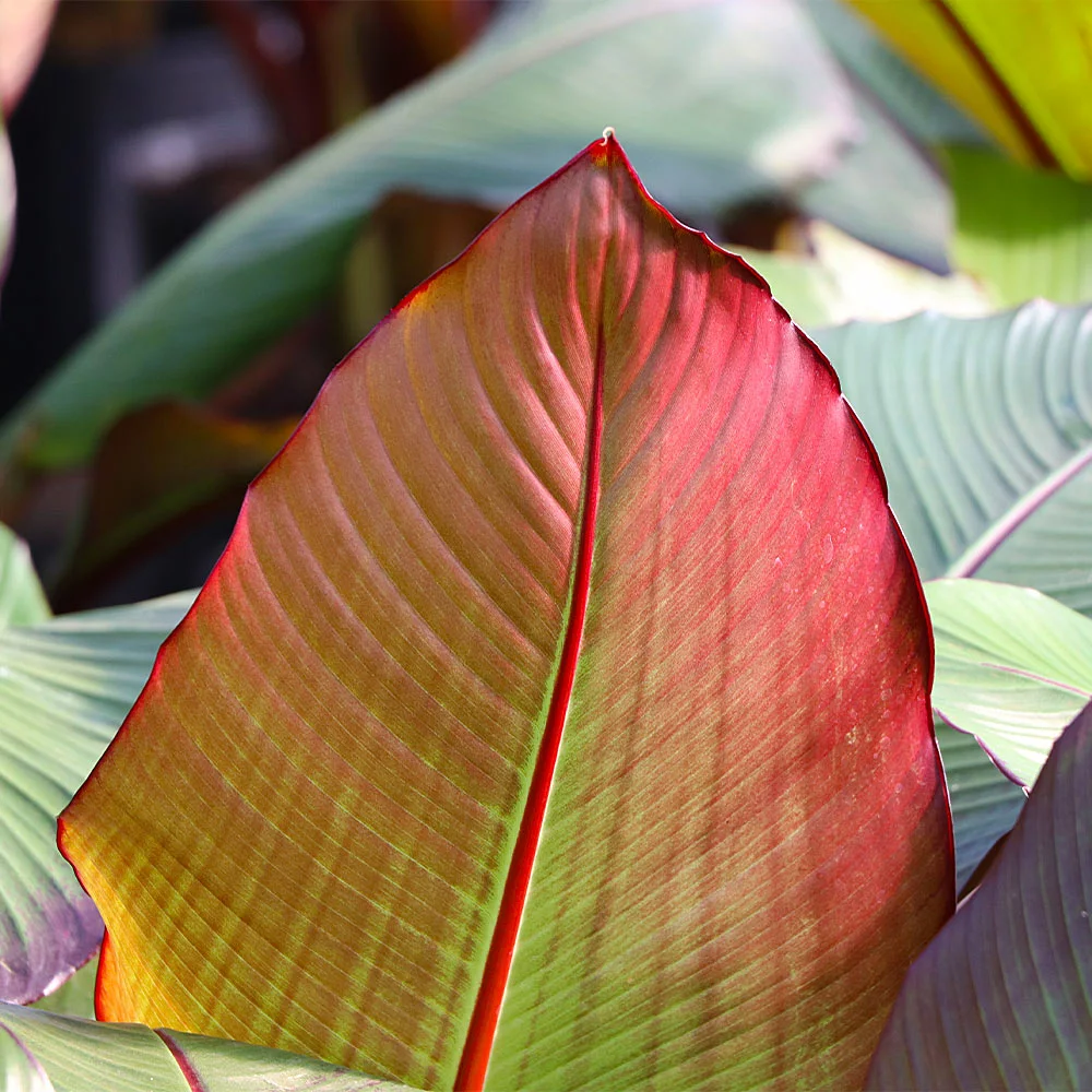 Fast Growing Trees Red Abyssinian Banana Tree Banana Trees 7 Fast Growing Trees Red Abyssinian Banana Tree Banana Trees
