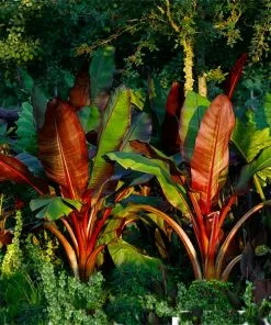 Fast Growing Trees Red Abyssinian Banana Tree Banana Trees