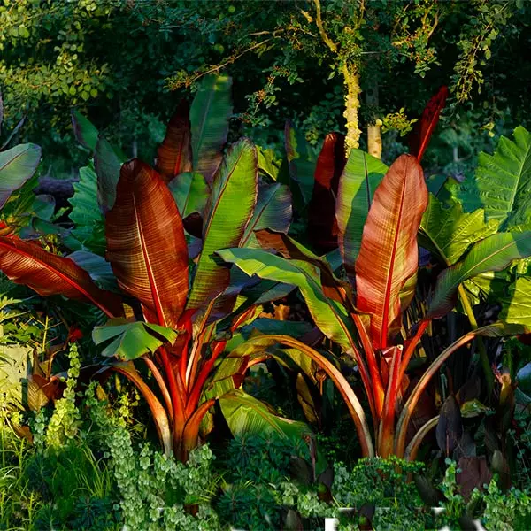 Fast Growing Trees Red Abyssinian Banana Tree Banana Trees 3 Fast Growing Trees Red Abyssinian Banana Tree Banana Trees