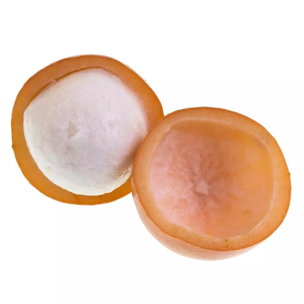 Fast Growing Trees Achacha Fruit Tree 5 Fast Growing Trees Achacha Fruit Tree