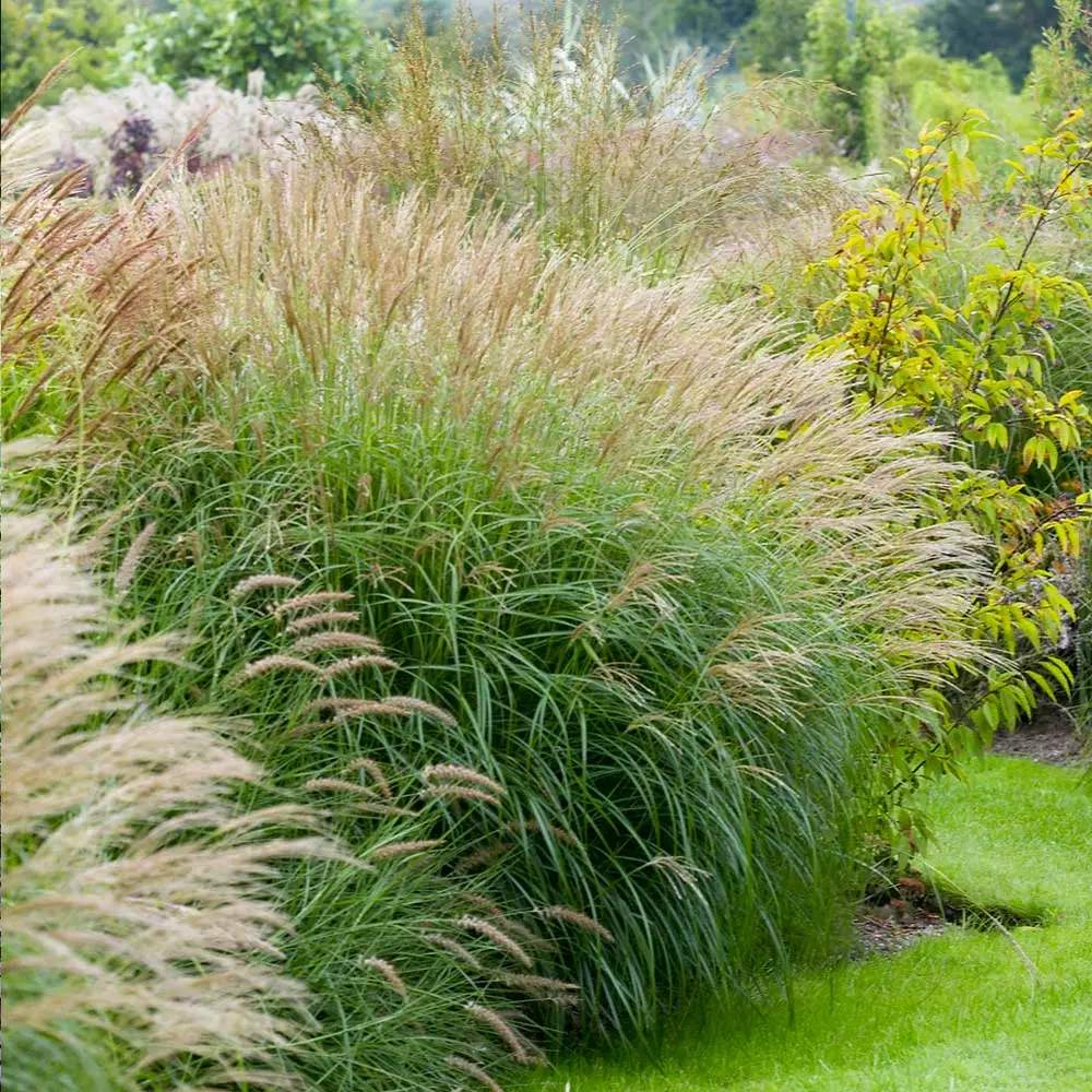 Fast Growing Trees Adagio Maiden Grass Ornamental Grasses 4 Fast Growing Trees Adagio Maiden Grass Ornamental Grasses