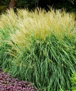 Fast Growing Trees Adagio Maiden Grass Ornamental Grasses 8 Fast Growing Trees Adagio Maiden Grass Ornamental Grasses