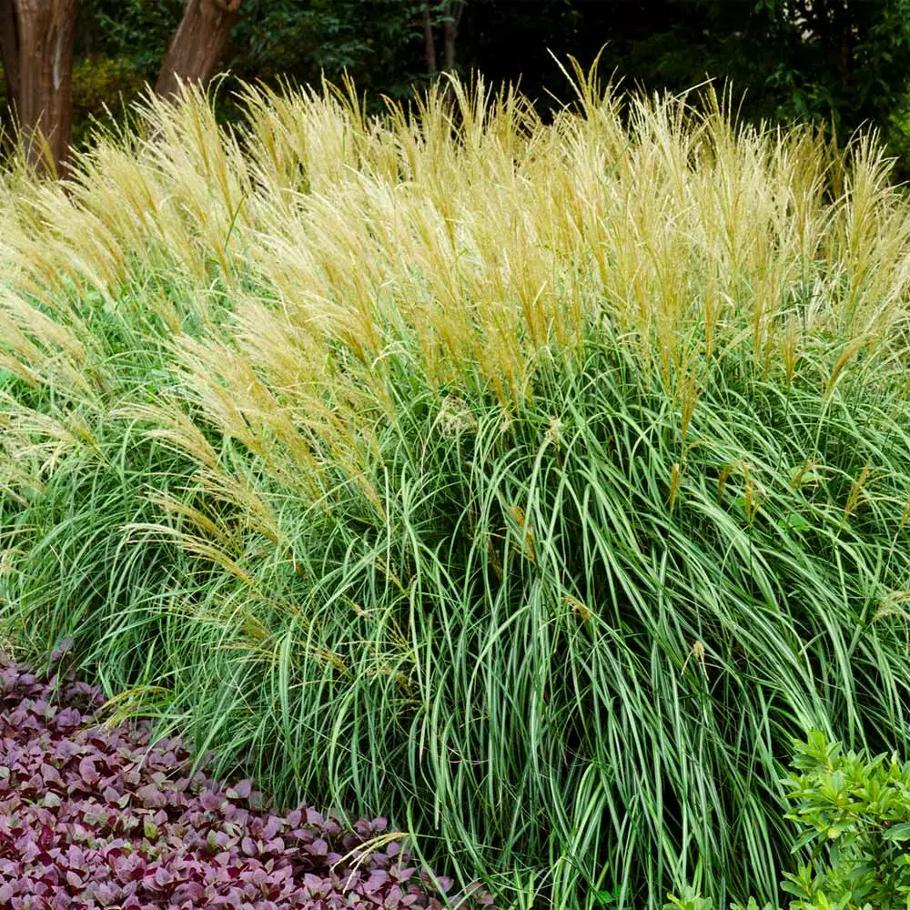 Fast Growing Trees Adagio Maiden Grass Ornamental Grasses 5 Fast Growing Trees Adagio Maiden Grass Ornamental Grasses