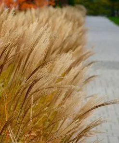 Fast Growing Trees Adagio Maiden Grass Ornamental Grasses 9 Fast Growing Trees Adagio Maiden Grass Ornamental Grasses