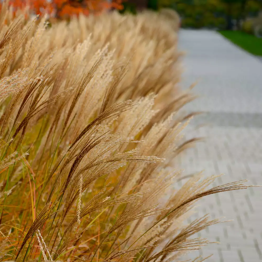 Fast Growing Trees Adagio Maiden Grass Ornamental Grasses 6 Fast Growing Trees Adagio Maiden Grass Ornamental Grasses